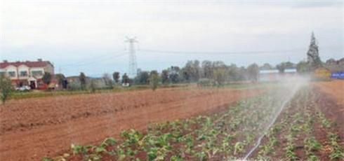 红菜苔如何栽种