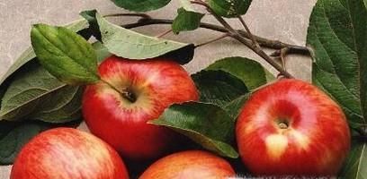 什么时候吃苹果最好？怎样挑选苹果？