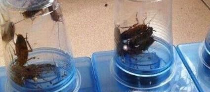 厨房灭蟑螂的几个小方法