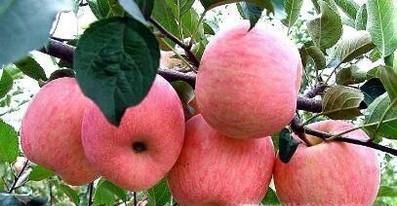 什么时候吃苹果最好？怎样挑选苹果？