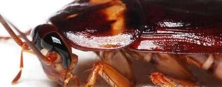 厨房灭蟑螂的几个小方法