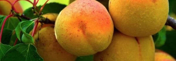 杏子一天吃多少为宜