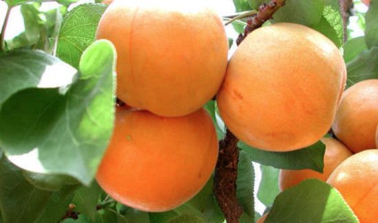 杏子一天吃多少为宜