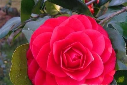 冬季适合养什么花