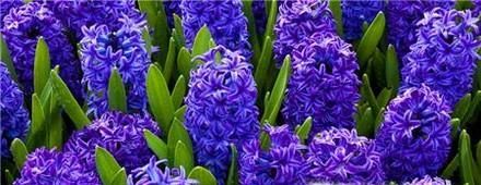 冬季适合养什么花