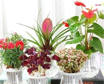 冬季适合养什么花