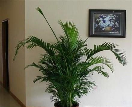 冬季适合养什么花