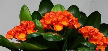 冬季适合养什么花