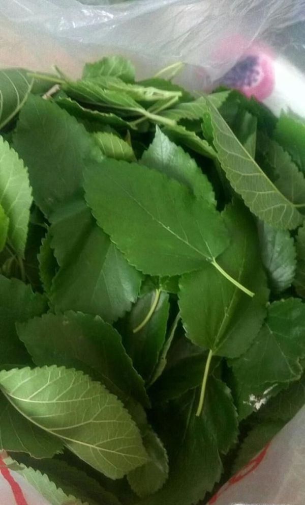 养大的蚕宝宝能做什么?