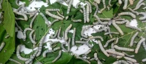 养大的蚕宝宝能做什么?