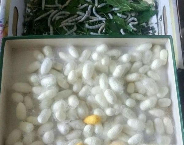 养大的蚕宝宝能做什么?