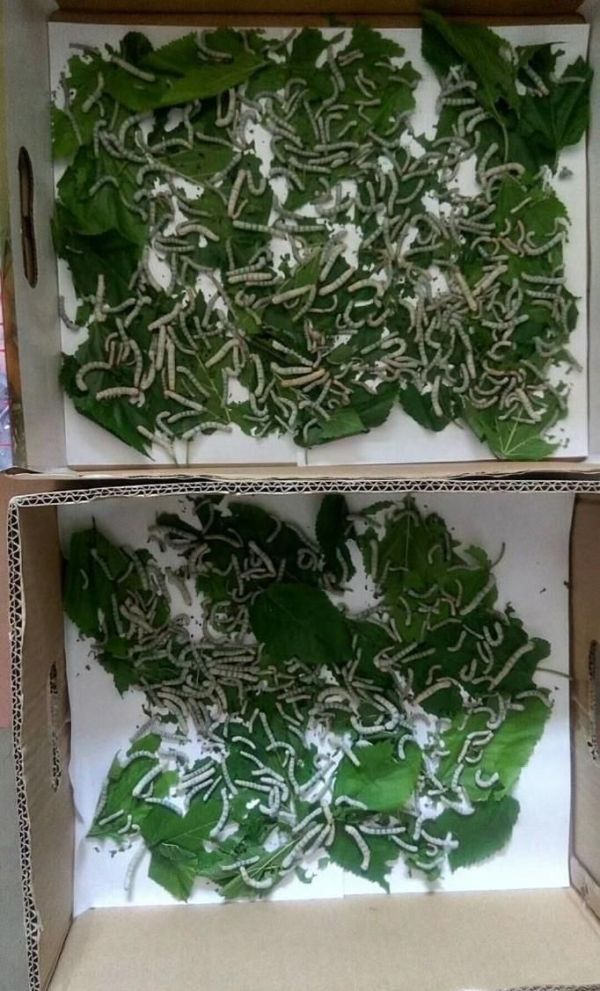 养大的蚕宝宝能做什么?