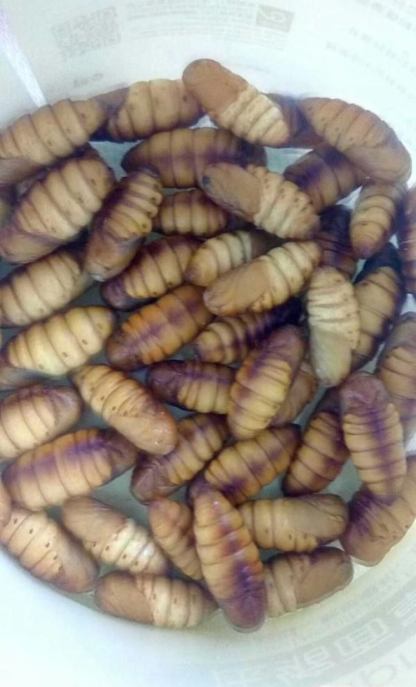 养大的蚕宝宝能做什么?