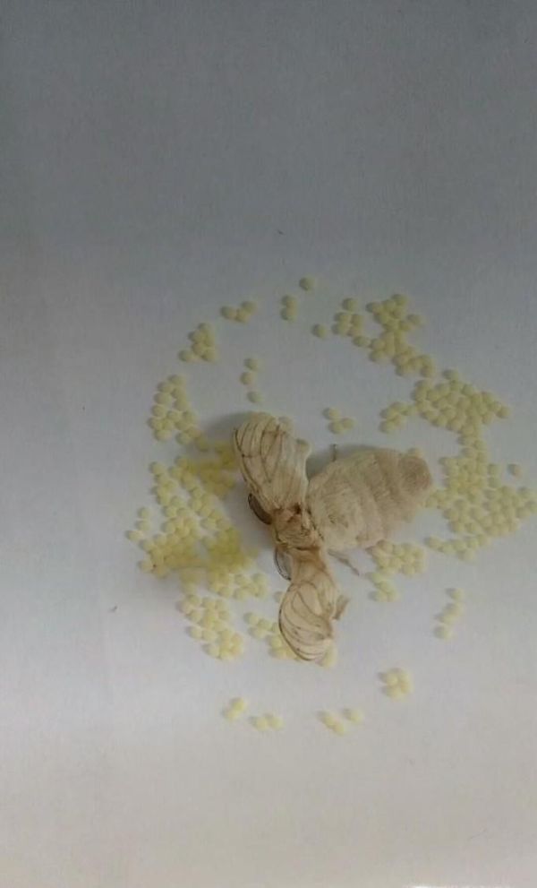 养大的蚕宝宝能做什么?