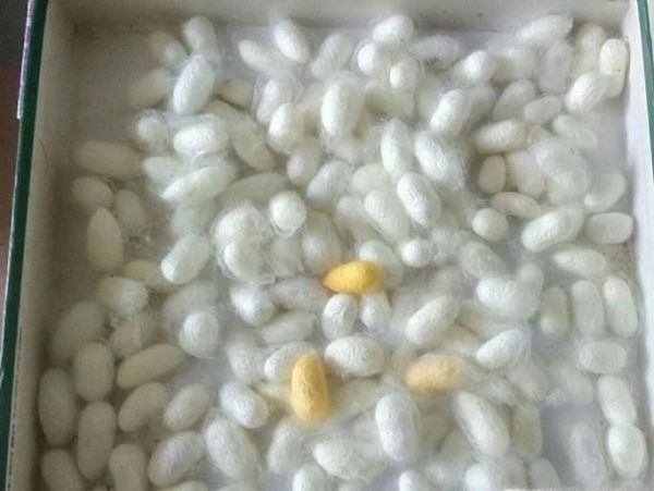 养大的蚕宝宝能做什么?