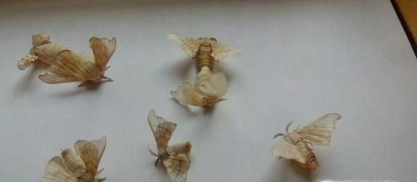 养大的蚕宝宝能做什么?