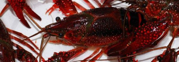 活小龙虾怎么处理方法