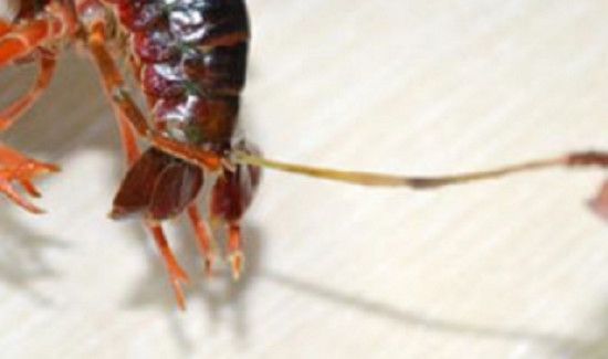 活小龙虾怎么处理方法