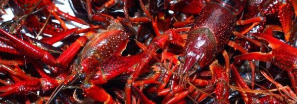 小龙虾哪里要剪掉