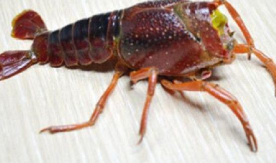 活小龙虾怎么处理方法