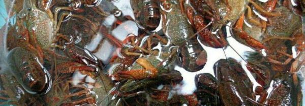 小龙虾太脏了怎么清洗