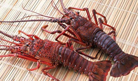 活龙虾怎么保存过夜