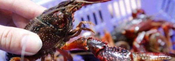 活龙虾怎么保存过夜