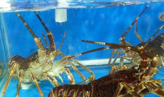 活龙虾怎么保存过夜