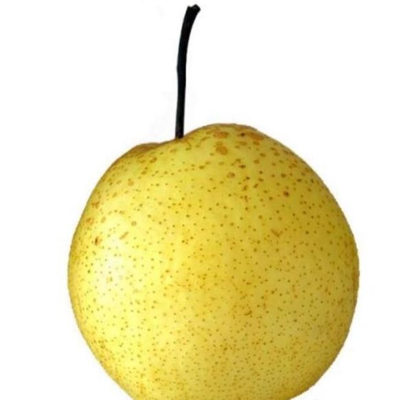 秋季应季水果有什么呢