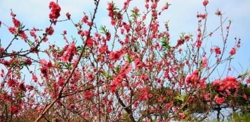 吉祥如意花怎么养