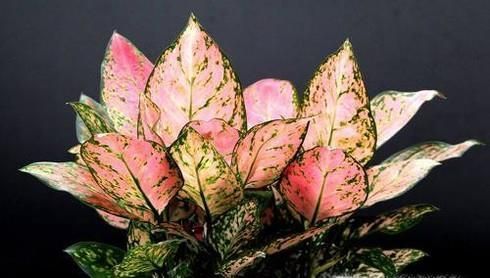 吉祥如意花怎么养