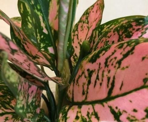 吉祥如意花怎么养