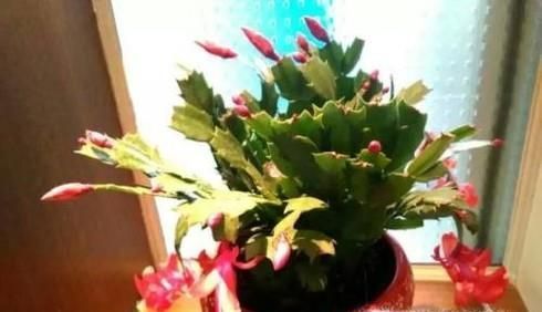 吉祥如意花怎么养