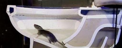 如何防止老鼠从下水道进入家中？