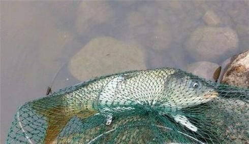 秋天如何钓鲤鱼