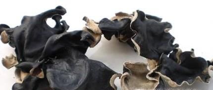 怎么样辨别真假黑木耳