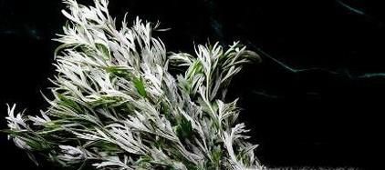 怎么样消灭臭虫