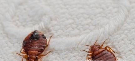 怎么样消灭臭虫