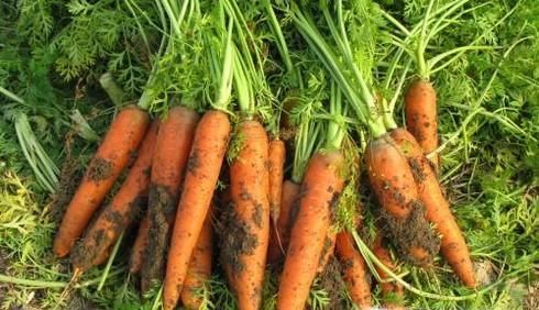 吃胡萝卜有什么好处