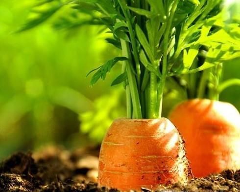 吃胡萝卜有什么好处