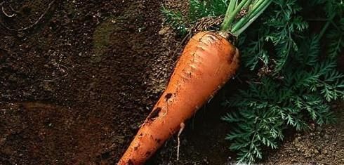 吃胡萝卜有什么好处