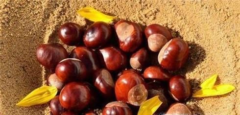 煮熟的栗子怎么保存