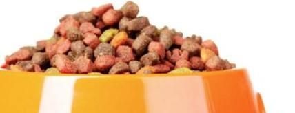 孟加拉豹猫怎么养