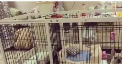 怎样阻止狗狗早上狂叫