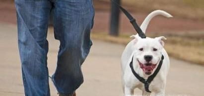 怎样阻止狗狗早上狂叫