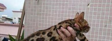 孟加拉豹猫怎么养