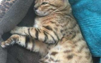 孟加拉豹猫怎么养