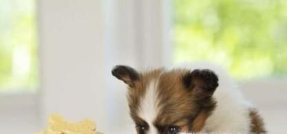 怎样阻止狗狗早上狂叫