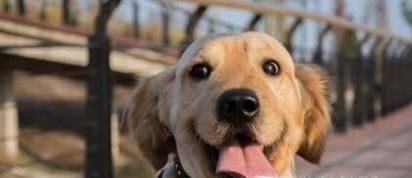 怎样阻止狗狗早上狂叫