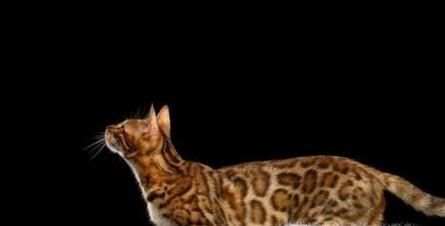 孟加拉豹猫怎么养